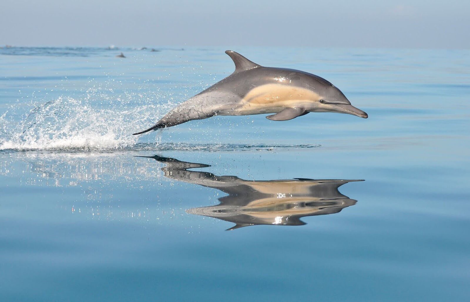 Dolphins and Sunrise