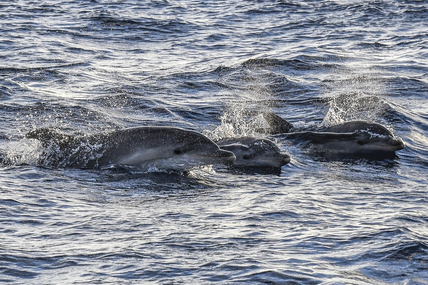 Dolphins and Sunrise